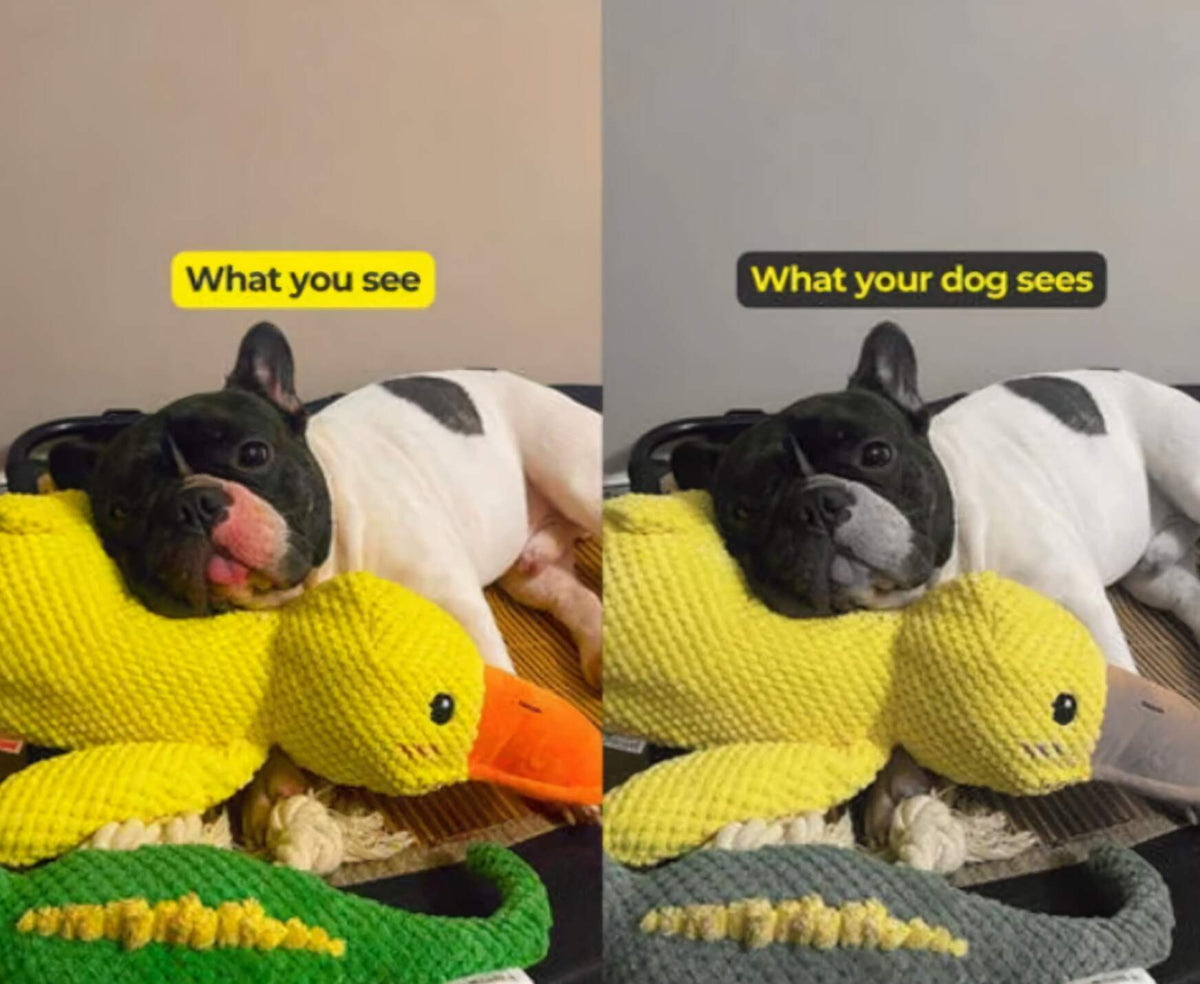 Durable Squeaky Duck Toy